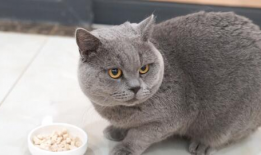 蓝猫娱乐圈吃瓜,揭秘明星幕后吃瓜大揭秘